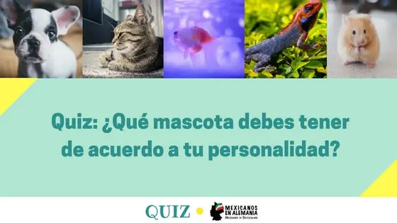 ¿Qué mascota deberías de tener de acuerdo a tu personalidad?