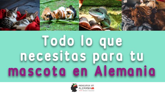 Todo lo que necesitas para tu mascota en Alemania