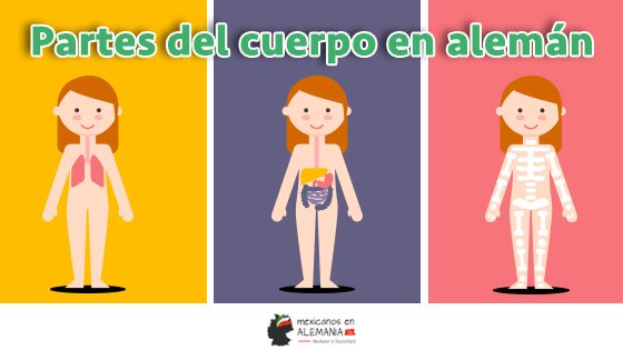 Las partes del cuerpo en alemán